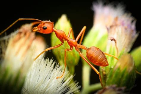 formiga vermelha-4